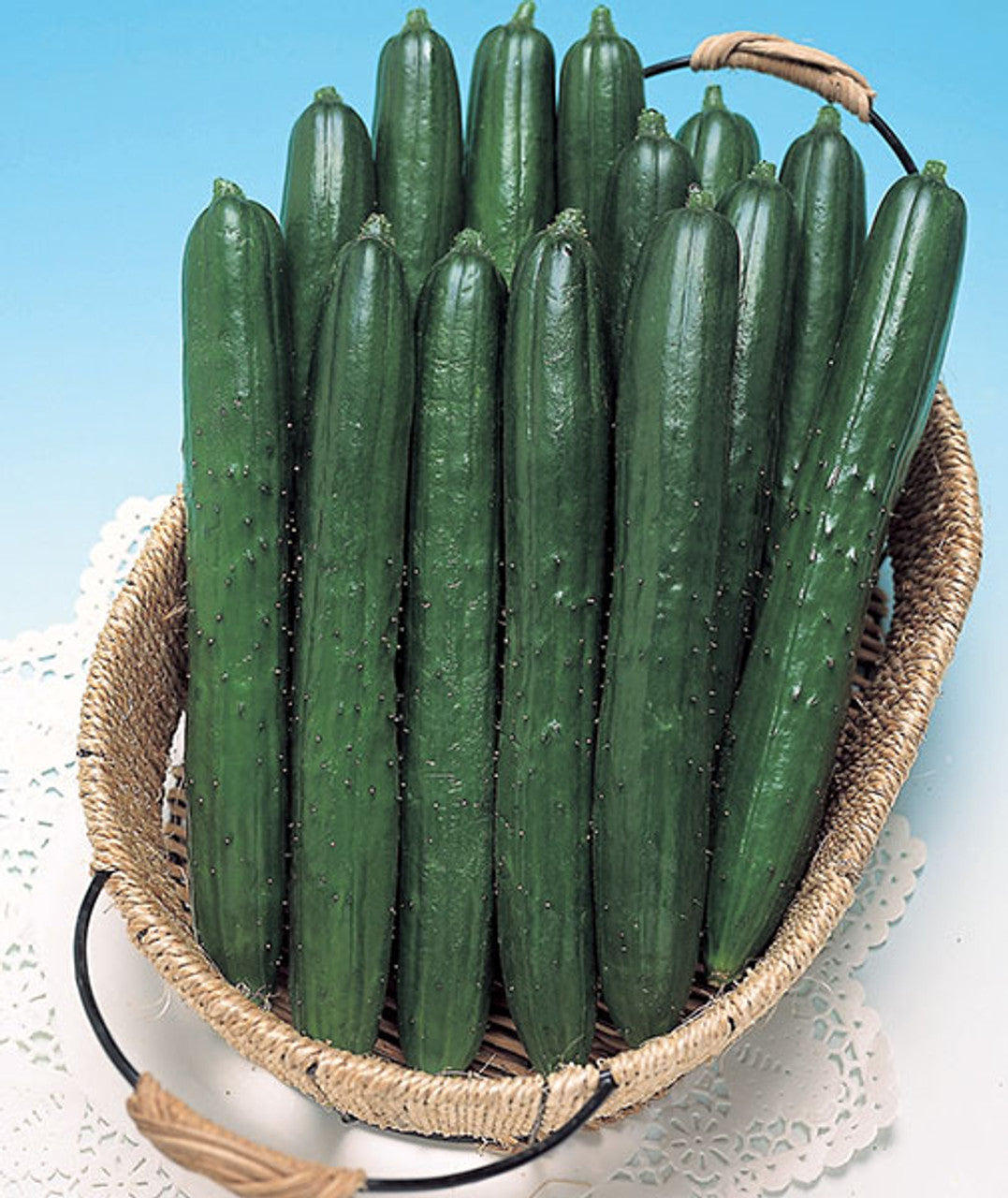 CUCUMBER Summer Dance Plant