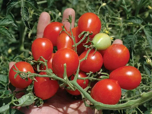 Riesentraube Tomato Plant