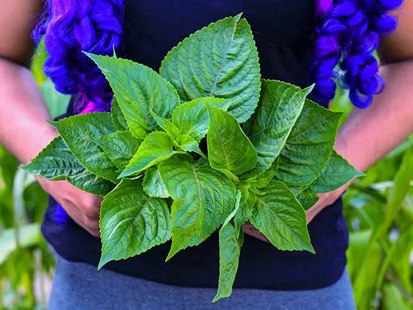 HERB Basil Plant