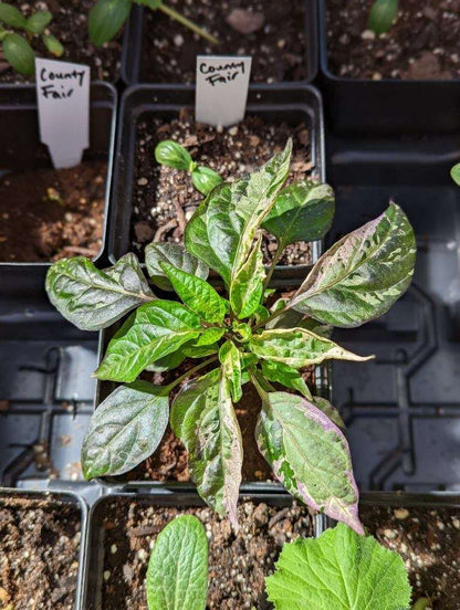 Jigsaw HOT Pepper Plant