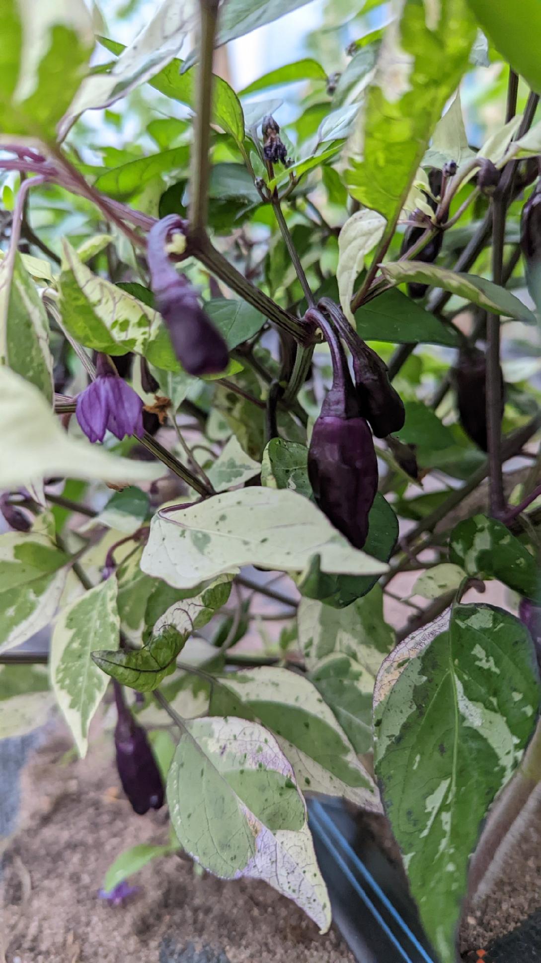 Jigsaw HOT Pepper Plant