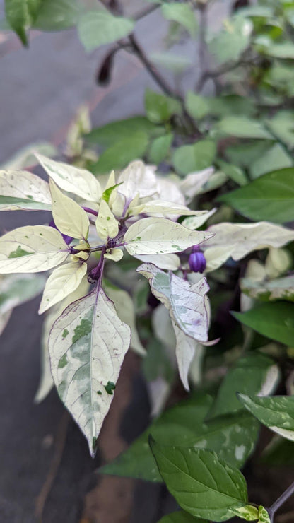 Jigsaw HOT Pepper Plant