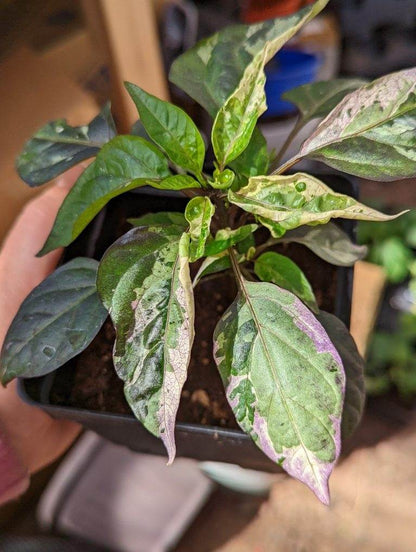 Jigsaw HOT Pepper Plant