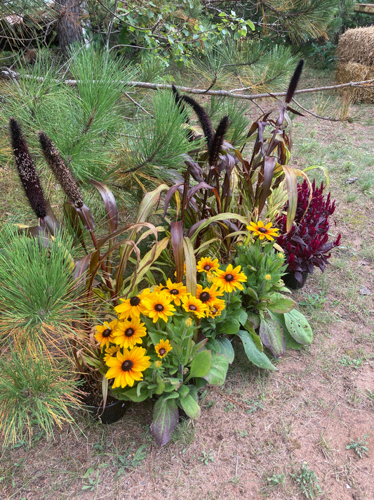 6” Fall Containers
