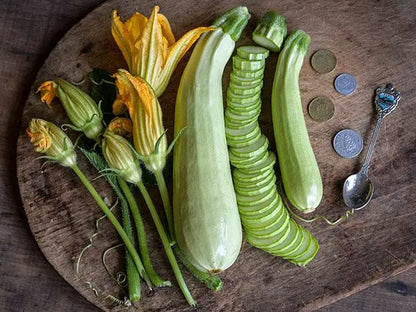 Zucchini - Long White Italian Palermo Plant
