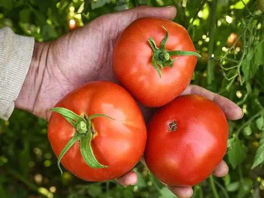 Bonny Best Tomato Plant